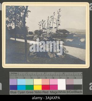 Photographie de 1906 montrant la rhubarbe poussant près de la Frauenbadanstalt Enge à Zürich, illustrant la verdure entourant le bâtiment. Banque D'Images