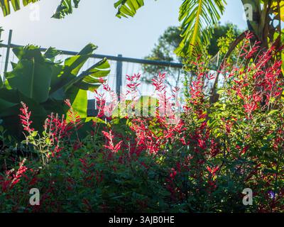 Fleurs rouges sur la plante de sauge ananas. Bush dans un jardin australien avec des bananiers Banque D'Images