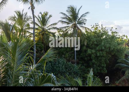La lumière dorée filtre à travers les frondes de palmier, mettant en valeur un paysage tropical vibrant rempli de verdure luxuriante et une atmosphère tranquille. La scène captu Banque D'Images