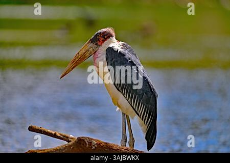 Portrait de la cigogne marabou - Leptoptilos crumenifer Banque D'Images