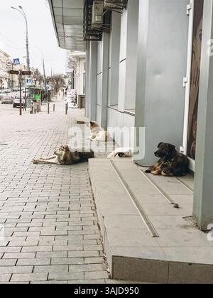 Vinnytsia, Ukraine - 18 mars 2022 un groupe de chiens est allongé sur le trottoir devant un bâtiment. Les chiens sont de différentes tailles et races, et t Banque D'Images