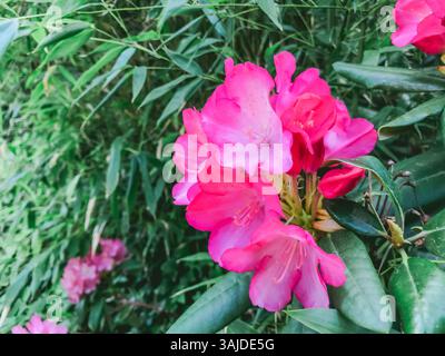 Fleur rose avec une tige verte. La fleur est entourée de feuilles vertes. La fleur est le foyer principal de l'image Banque D'Images