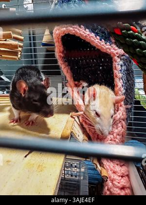 Deux rats sont dans une cage avec une couverture rose. L'un des rats est noir et l'autre blanc Banque D'Images