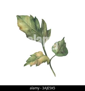 Feuille verte de tomate. Branche réaliste de plante de tomate peinte à l'aquarelle avec trois feuilles branche botanique dessinée à la main isolé sur illustration blanche pour Banque D'Images