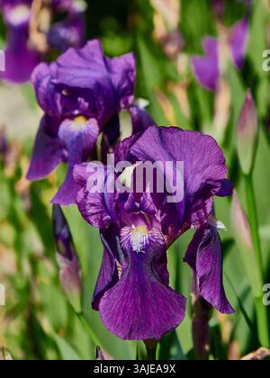 Gros plan sur les fleurs d'iris violettes en fleurs sous un ciel ensoleillé Banque D'Images