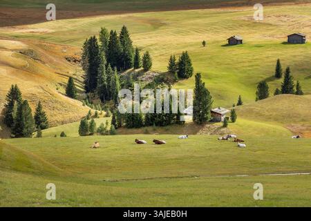 Peu de vaches couchées pour se reposer sur les prairies vertes de pâturages alpins, arrière-plan des Alpes européennes Banque D'Images