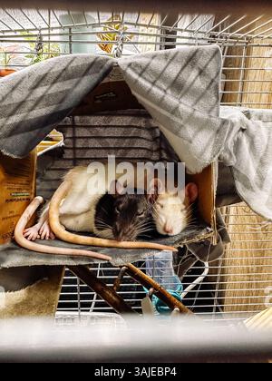 Deux rats dorment dans une cage. L'un est blanc et l'autre noir. La cage est faite de treillis métallique Banque D'Images