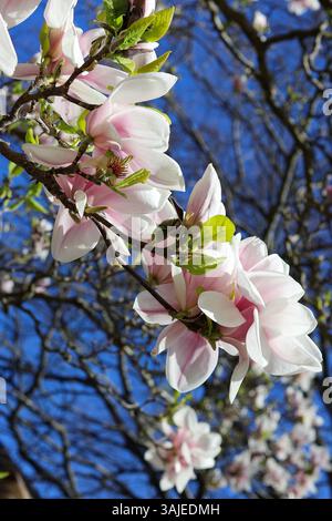 Gros plan images de Magnolia x Soulangeana en fleurs, au début du printemps contre un ciel bleu clair avec de grandes fleurs de tulipe de rose et blanc Banque D'Images