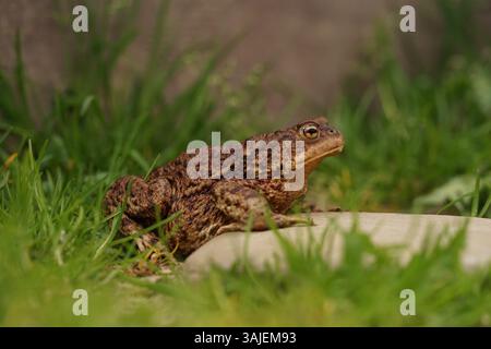 Vue rapprochée du crapaud commun (Bufo bufo). En raison de l'activité humaine il est rare de le voir dans la nature sauvage. Banque D'Images