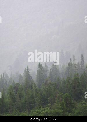 Forêt de montagne couverte de brouillard dans le nord de la Suède Banque D'Images
