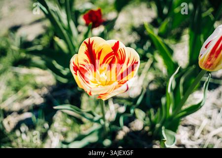 Tulipe jaune vif avec des stries rouges dans un champ ensoleillé Banque D'Images