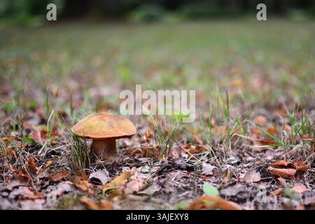 Boletus de champignons poussant dans le champ près des feuilles sèches. Joli champignon comestible poussant dans la prairie. Banque D'Images