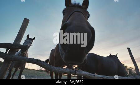 Chevaux curieux approchant la caméra derrière une clôture en bois en Crimée au coucher du soleil Banque D'Images