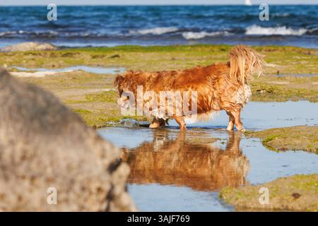 Chien orange plus âgé jouant dans une flaque sur la plage avec des reflets, Alicante, Espagne Banque D'Images
