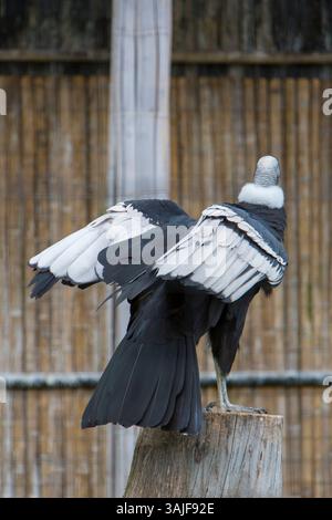 Un condor aux ailes noires et blanches se tient sur un moignon, de retour au spectateur. Banque D'Images