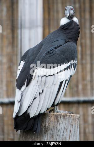 Un majestueux condor andin se perche sur une souche altérée, son regard intense. Banque D'Images
