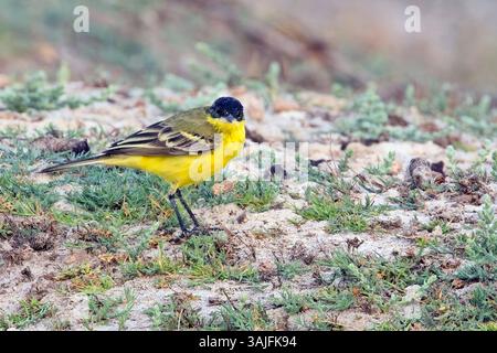 Wagtail à tête noire, (Motacilla flava feldegg) sous-espèce de Wagtail jaune de l'Ouest, mâle, au sol à Little Rann of Kutch, Gujarat, Inde. Banque D'Images