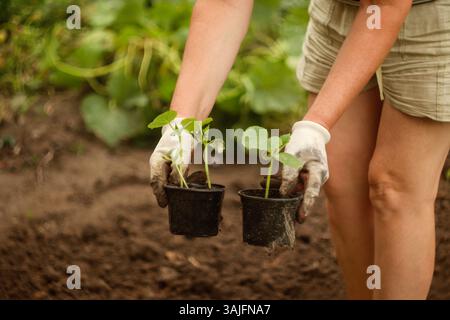 Une femme tenant doucement un petit pot avec un jeune semis de tomates, entourée de terre fraîche dans un jardin printanier animé. La scène met en valeur le développement durable Banque D'Images
