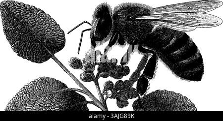 Gravure détaillée de fleur de pollinisation d'abeille pour la conception de la nature et les impressions. Illustration de Vecteur