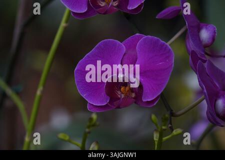 Gros plan d'une orchidée Phalaenopsis violette vibrante en fleurs, capturée à la lumière naturelle Banque D'Images