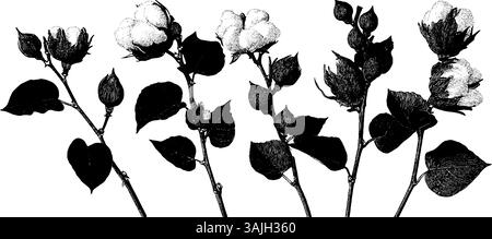 Illustration de fleurs en coton gravé vintage pour le design et la décoration. Illustration de Vecteur