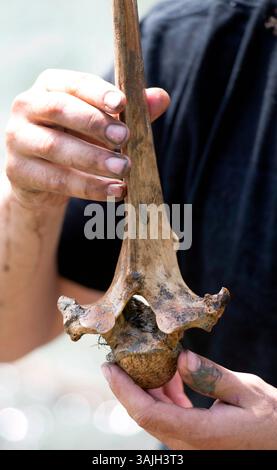 12 juil. 2013 - Calgary, Alberta, Canada - un des nombreux gros os trouvés par Cody Van Megen alors qu'il promenait son chien Moose le long des rives de la rivière Bow, fortement érodé par les récentes inondations. (Crédit image : © Larry MacDougal via ZUMA Wire) Banque D'Images