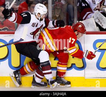 31 déc. 2016 - Calgary, Alberta, Canada - décembre Arizona Martin Hanzal, à gauche, des Coyotes, de la République tchèque, frappe lance Bouma des Flames de Calgary lors d'une action en deuxième période dans la LNH à Calgary. (Crédit image : © Larry MacDougal via ZUMA Wire) Banque D'Images