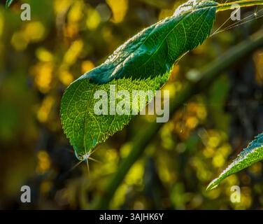 « Gros plan de feuilles vertes avec goutte de rosée et soie d'araignée à la lumière du soleil d'automne » Banque D'Images
