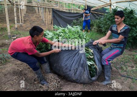 Nov 18, 2015 - Toribio, Valle del Cauca, Colombie - Albeiro et son frère Carlos s'entraident à fermer un sac avec des plants de marijuana frais qui sont dirigés vers un four pour se sécher. La jungle autour de Toribio dans le sud-ouest de la Colombie est remplie de vastes plantations de pots qui s'étendent à perte de vue. La nuit, les lumières de la serre brillent comme une mer de plancton fluorescent. La guerre civile colombienne, qui dure depuis 50 ans, a dévasté cette région. Les combats entre l’armée colombienne et les Forces armées révolutionnaires de Colombie (FARC) ont déplacé 8 800 personnes dans la municipalité d’environ 30 000 habitants, an Banque D'Images