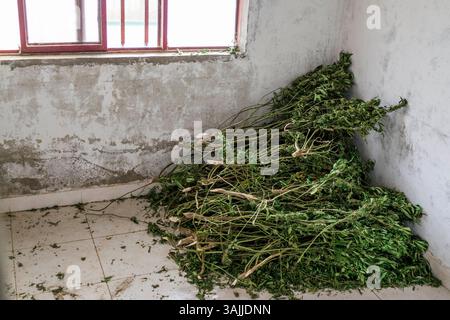 18 novembre 2015 - Toribio, Valle del Cauca, Colombie - des branches de marijuana qui ont déjà été séchées sont placées dans le coin d'une maison vide utilisée par les travailleurs pour couper les feuilles des bourgeons de marijuana avant d'être pesées et emballées. La jungle autour de Toribio dans le sud-ouest de la Colombie est remplie de vastes plantations de pots qui s'étendent à perte de vue. La nuit, les lumières de la serre brillent comme une mer de plancton fluorescent. La guerre civile colombienne, qui dure depuis 50 ans, a dévasté cette région. Les combats entre l’armée colombienne et les Forces armées révolutionnaires de Colombie (FARC) ont déplacé 8 800 personnes Banque D'Images