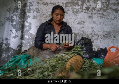 Nov 18, 2015 - Toribio, Valle del Cauca, Colombie - Maria coupe les feuilles de marijuana hors des bourgeons, les clients achètent seulement des bourgeons qithoutthe feuilles qui diminue le poids mais donne plus de qualité à la marijuana, couper les feuilles hors des bourgeons de marijuana est un travail seulement pour les enfants et les femmes à Toribio puisque l'homme décide d'être plus en charge des ventes et des plantations. La jungle autour de Toribio dans le sud-ouest de la Colombie est remplie de vastes plantations de pots qui s'étendent à perte de vue. La nuit, les lumières de la serre brillent comme une mer de plancton fluorescent. La guerre civile de 50 ans en Colombie a dévasté ce reg Banque D'Images