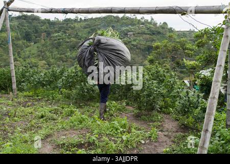 Nov. 18, 2015 - Toribio, Valle del Cauca, Colombie - Carlos, 13, porte plusieurs plants de marijuana sur son dos et commence à marcher vers la maison des voisins, son voisin lui prête son four et lui fera payer une petite comission pour l'usage. La jungle autour de Toribio dans le sud-ouest de la Colombie est remplie de vastes plantations de pots qui s'étendent à perte de vue. La nuit, les lumières de la serre brillent comme une mer de plancton fluorescent. La guerre civile colombienne, qui dure depuis 50 ans, a dévasté cette région. Combats entre l'armée colombienne et les Forces armées révolutionnaires de Colombie (FARC) déplacés 8 Banque D'Images