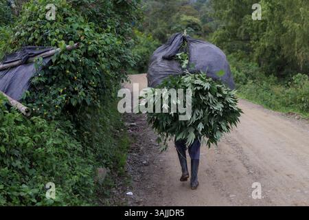 Nov. 18, 2015 - Toribio, Valle del Cauca, Colombie - Carlos, 13, porte plusieurs plants de marijuana sur son dos et commence à marcher vers la maison des voisins, son voisin lui prête son four et lui facturera une petite commission pour l'utilisation. La jungle autour de Toribio dans le sud-ouest de la Colombie est remplie de vastes plantations de pots qui s'étendent à perte de vue. La nuit, les lumières de la serre brillent comme une mer de plancton fluorescent. La guerre civile colombienne, qui dure depuis 50 ans, a dévasté cette région. Les combats entre l'armée colombienne et les Forces armées révolutionnaires de Colombie (FARC) ont été déplacés Banque D'Images