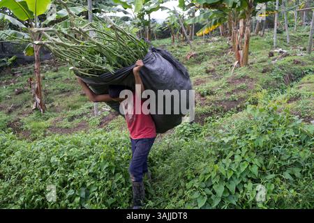 Nov. 18, 2015 - Toribio, Valle del Cauca, Colombie - Carlos, 13, C'est le frère cadet d'Albeiro, qui possède le domaine où Carlos travaille. Carlos a arrêté d'étudier à l'école pour aider son frère dans le domaine et gagner de l'argent supplémentaire pour la maison, mais son frère Albeiro continue de le pousser à recommencer à étudier l'année suivante. La jungle autour de Toribio dans le sud-ouest de la Colombie est remplie de vastes plantations de pots qui s'étendent à perte de vue. La nuit, les lumières de la serre brillent comme une mer de plancton fluorescent. La guerre civile colombienne, qui dure depuis 50 ans, a dévasté cette région. Combats entre le Col Banque D'Images