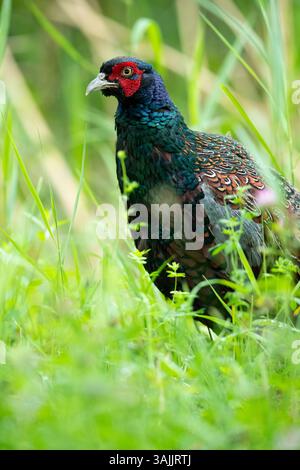 Portrait d'un faisan à tête bleue (Phasanius colchicus) Banque D'Images