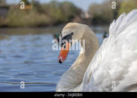 Gros plan du magnifique cygne muet sauvage (Cygnus olor), tête tournée devant la caméra nageant sur le lac UK, ailes gonflées dans une posture territoriale et défensive. Banque D'Images