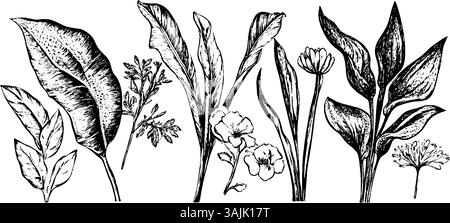 Une collection d'illustrations botaniques dessinées à la main mettant en vedette diverses feuilles et fleurs. Le design met en valeur les détails complexes de chaque plante, soulignant leurs formes et textures uniques. Illustration de Vecteur