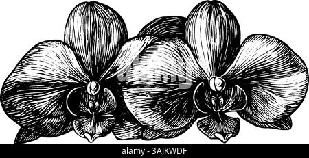 Une illustration détaillée en noir et blanc de trois orchidées, mettant en valeur leurs pétales complexes et leur structure. Illustration de Vecteur