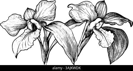 Une illustration détaillée en noir et blanc de deux orchidées aux feuilles larges et aux pétales complexes, mettant en valeur leur beauté naturelle et leur élégance. Illustration de Vecteur