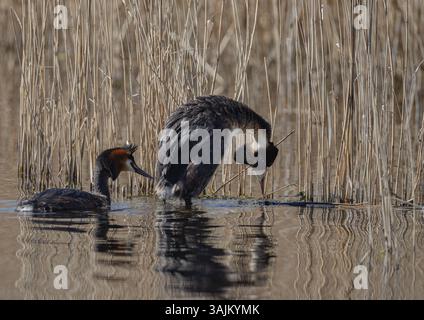 Une paire de Great Crested Grebe (Podiceps cristatus ), montrant des rituels de cour et la construction de nids sur un lac dans le Suffolk Royaume-Uni Banque D'Images