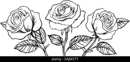 Une illustration détaillée en noir et blanc de trois roses avec des feuilles, mettant en valeur leurs pétales complexes et leur beauté naturelle. Illustration de Vecteur
