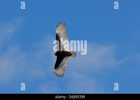 Vautour de turquie (Cathartes aura), Maryland Banque D'Images