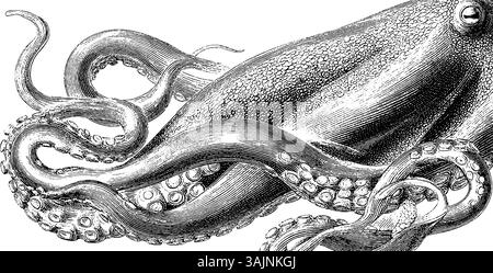 Illustration complexe de poulpe avec tentacules détaillés et peau texturée. Illustration de Vecteur
