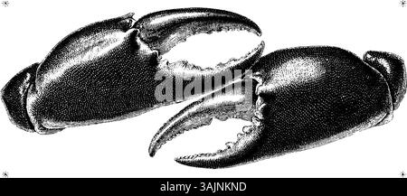 Gravure vintage détaillée de deux griffes de crabe en noir et blanc. Illustration de Vecteur