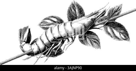 Illustration complexe de crevettes vintage avec des feuilles détaillées en noir et blanc. Illustration de Vecteur