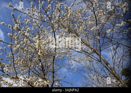 Un cerisier en fleurs contre un ciel bleu vif - cette photo capture la légèreté et la beauté du printemps dans sa pleine floraison. Banque D'Images