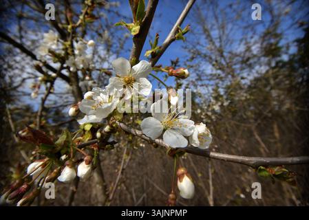 Une branche de cerise en fleurs contre un ciel bleu vif - cette photo capture la légèreté et la beauté du printemps dans sa pleine floraison. Banque D'Images