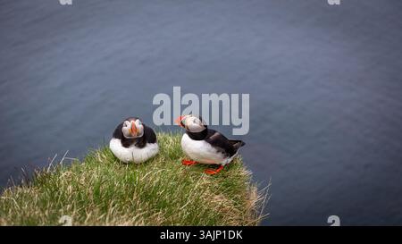 Paire de macareux de l'Atlantique (Fratercula arctica, macareux commun), assis et nichant sur les falaises herbeuses de Latrabjarg en Islande avec les eaux de l'océan Atlantique. Banque D'Images