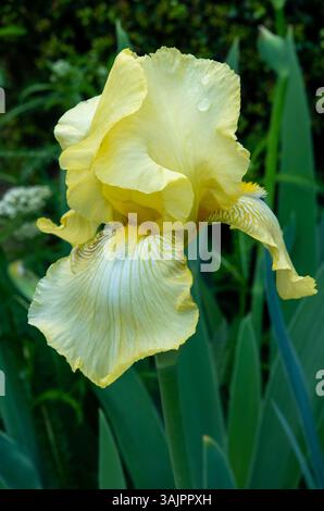 Gros plan d'une fleur d'iris barbu violette à l'ombre lumineuse. Banque D'Images