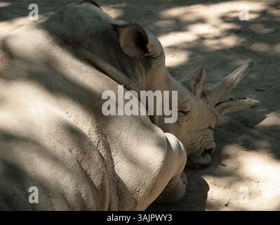 Rhinocéros à cornes debout dans la zone du zoo ouvert, photo du corps entier d'un grand animal sauvage dans un espace extérieur sec avec lumière naturelle Banque D'Images
